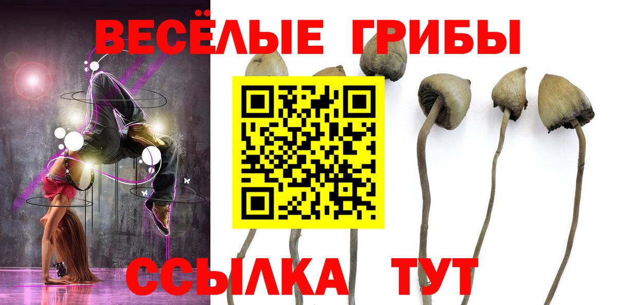 Псилоцибиновые грибы Psilocybe Ахтубинск